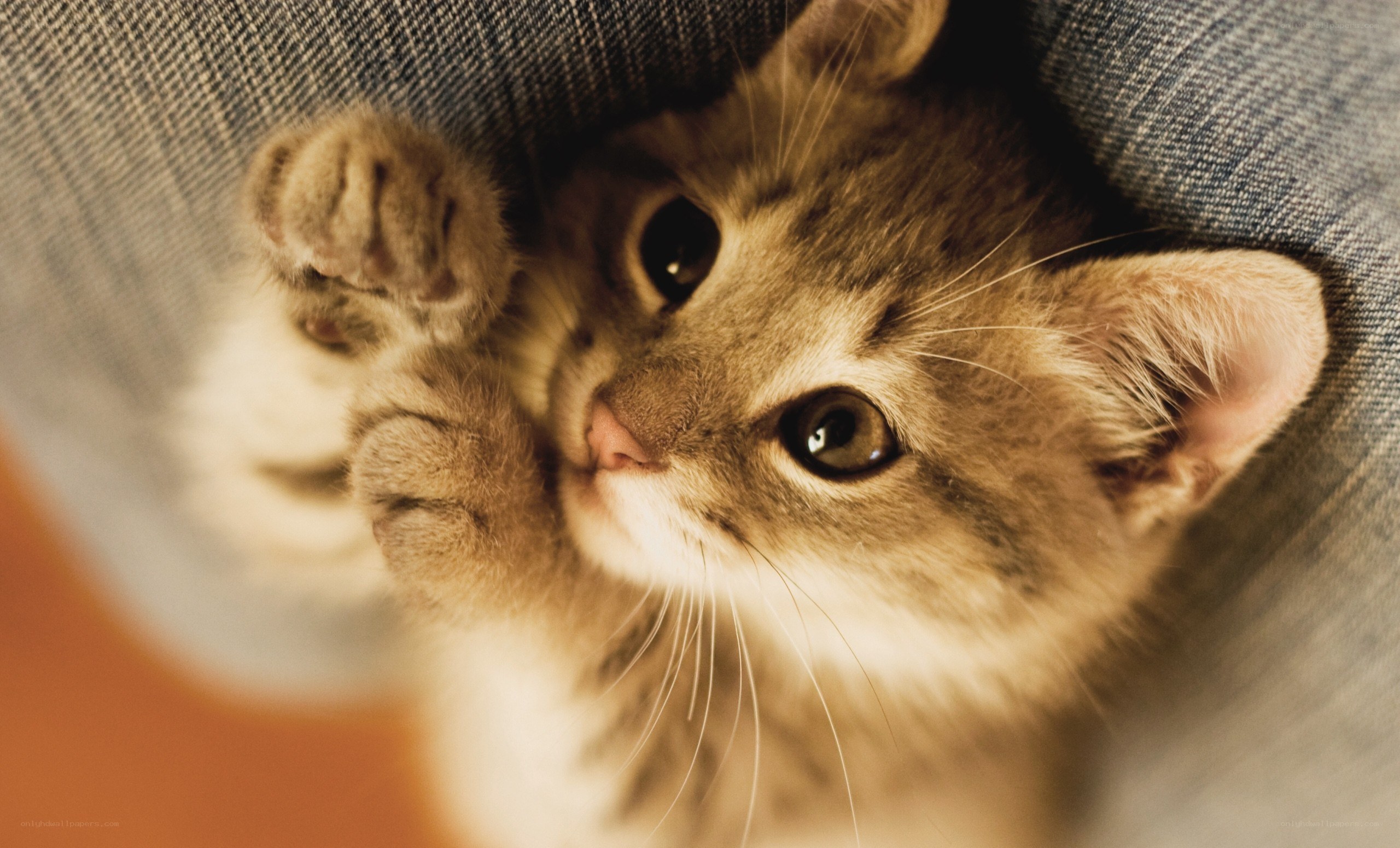 kitten peeking from under fabric