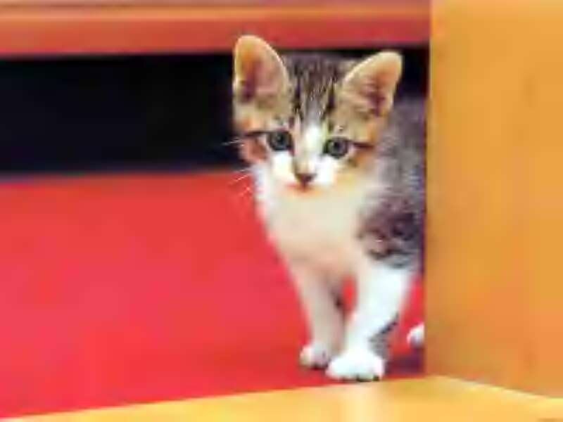 kitten peeking from under furniture