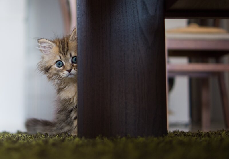 kitten peeking from under table