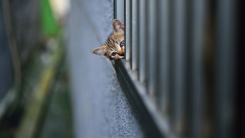 Kitten Peeking from Window