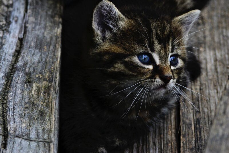 kitten peeking from wooden gap