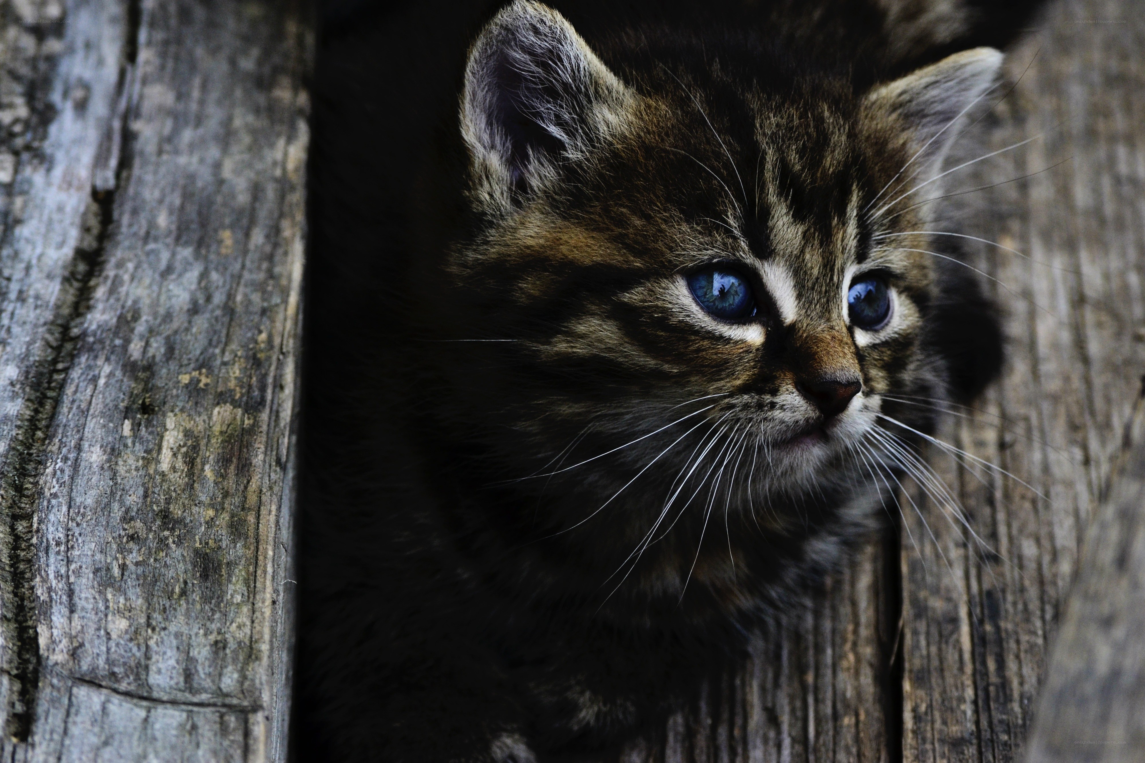 kitten peeking from wooden gap