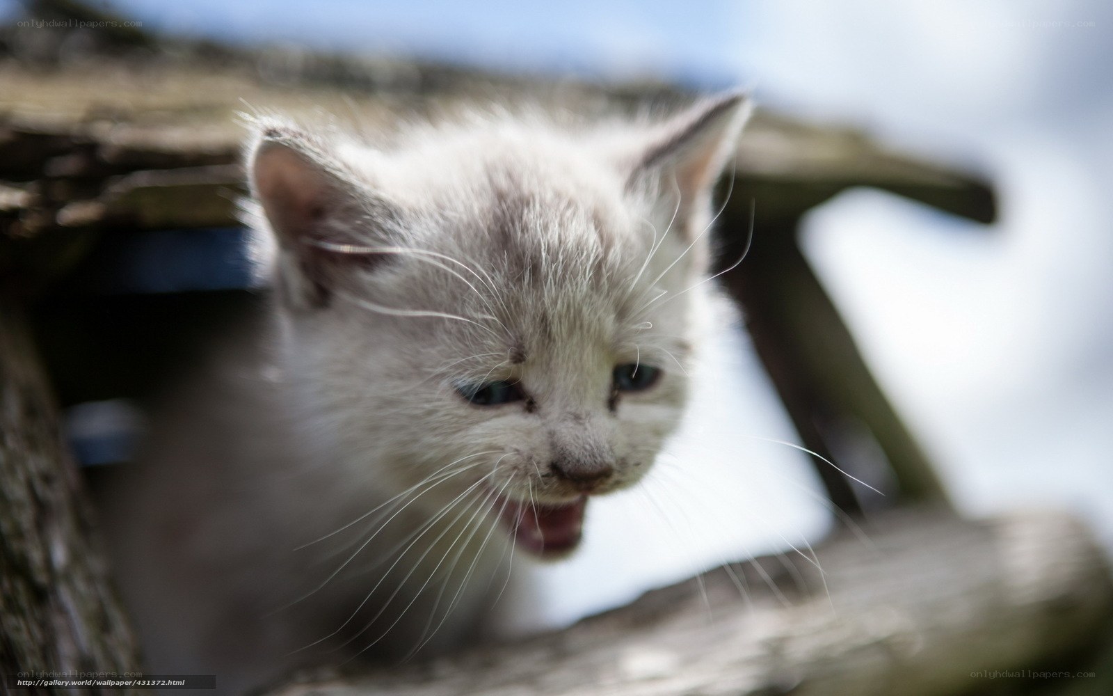 kitten peeking from wooden structure