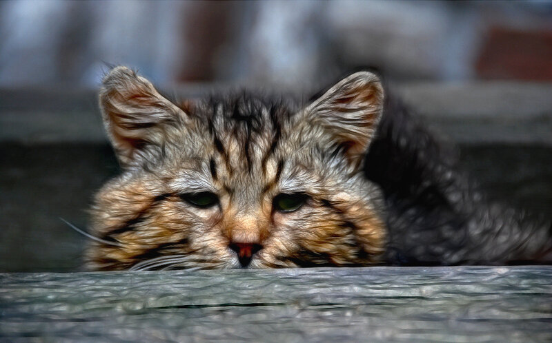 kitten peeking over a surface