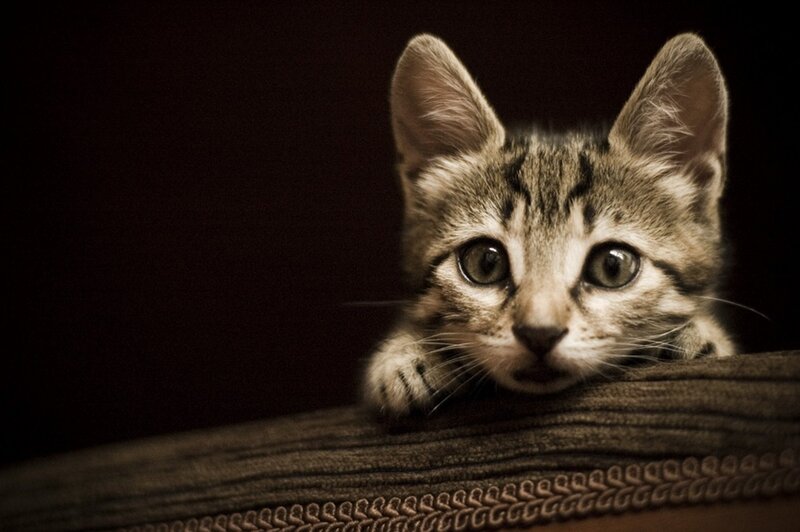 kitten peeking over edge