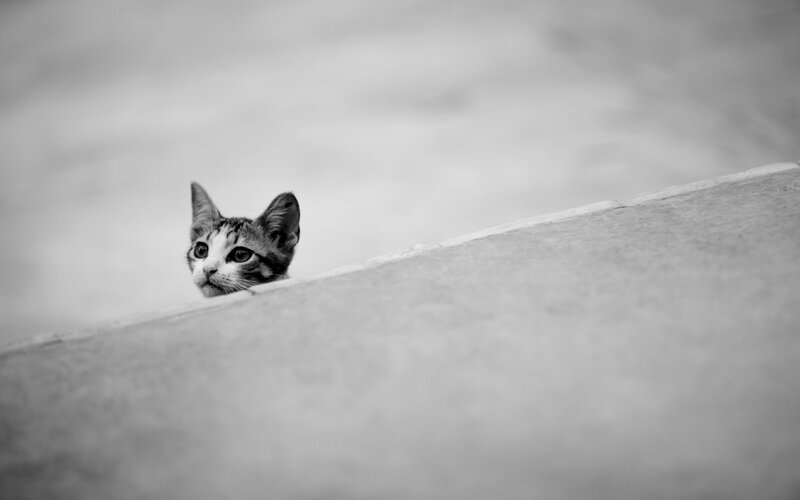 kitten peeking over edge