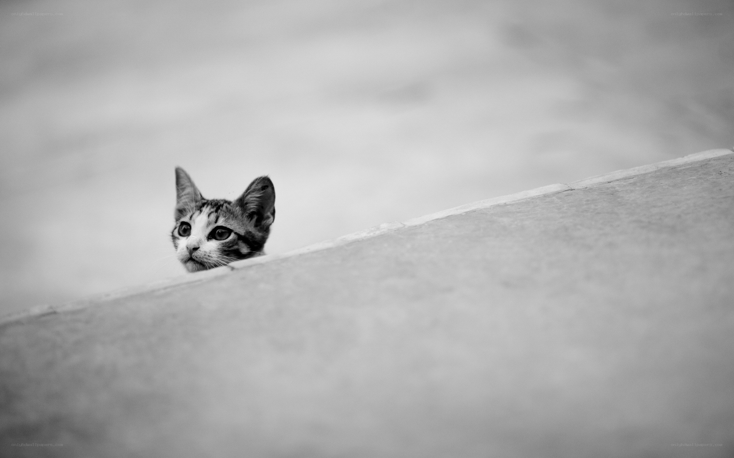 kitten peeking over edge