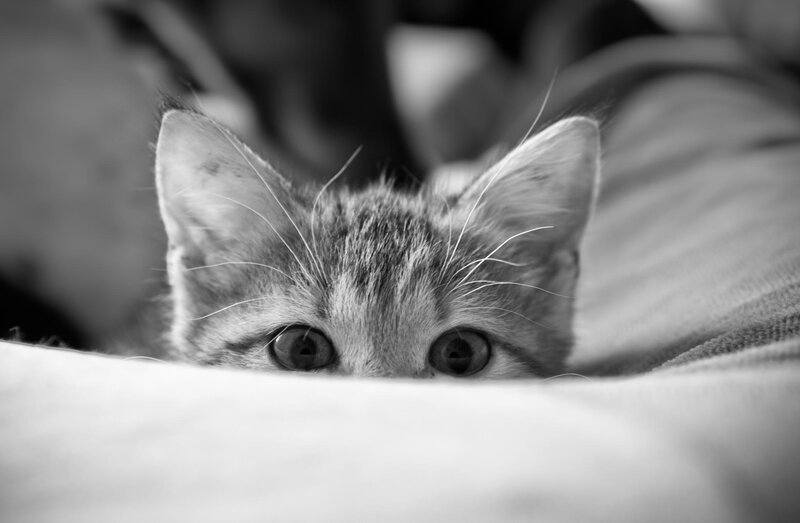 Kitten Peeking over Fabric