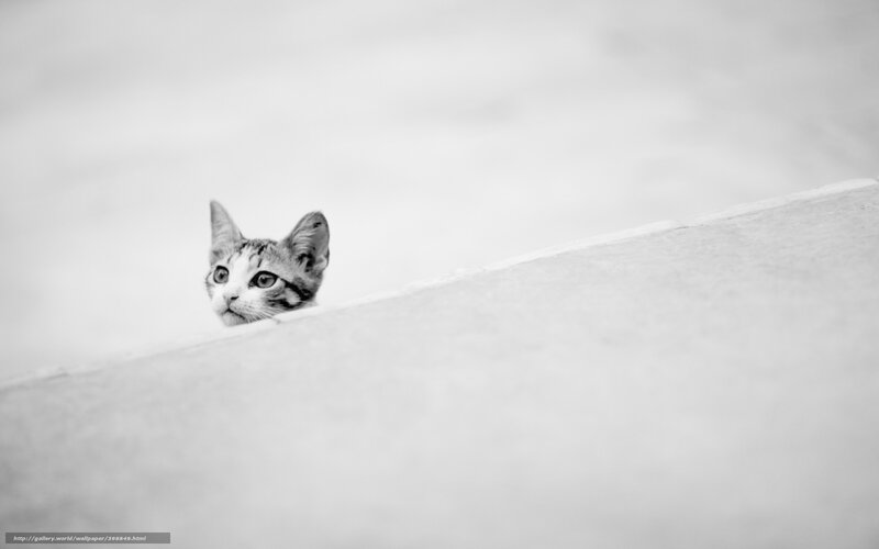 kitten peeking over wall