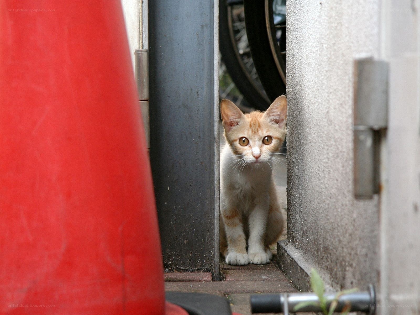 kitten peeking through a gap