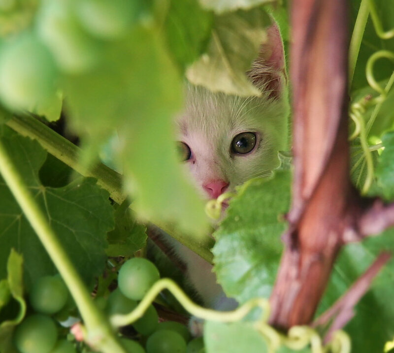 kitten peeking through leaves