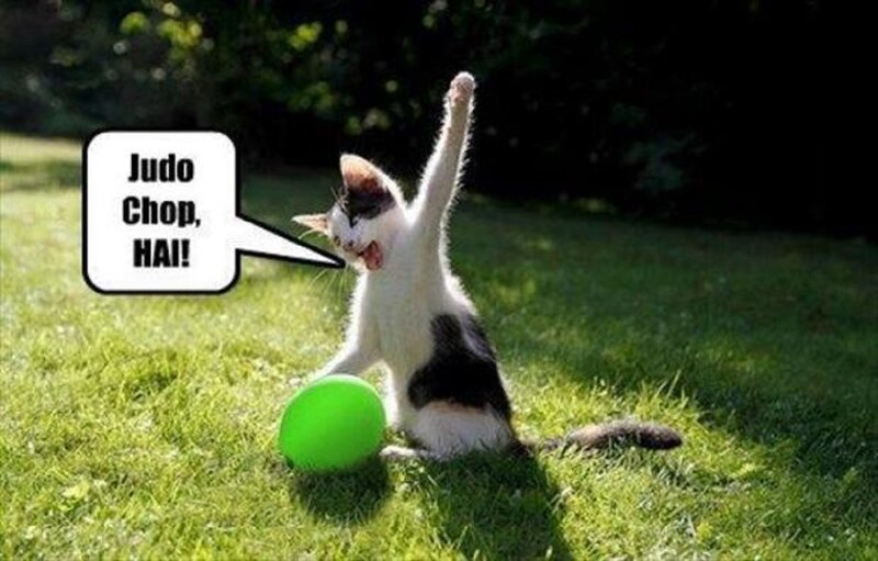 Kitten Performing Judo