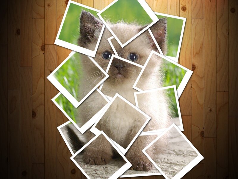 kitten photo collage