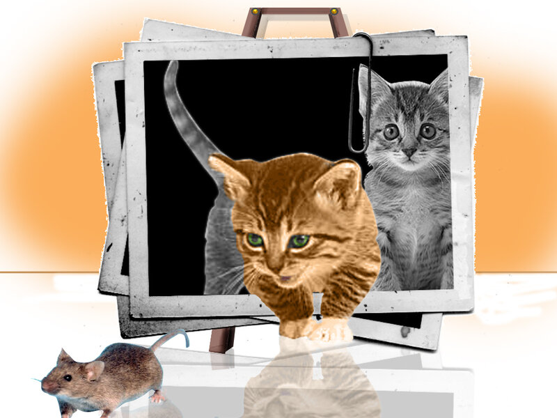 kitten photos and a mouse