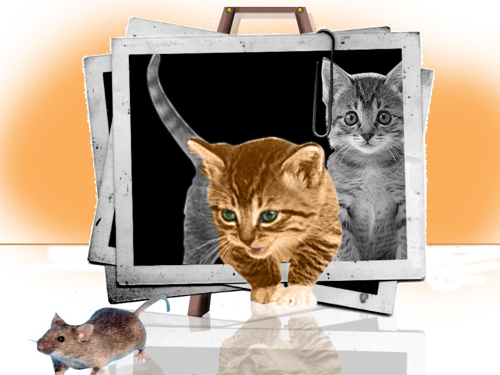 kitten photos and a mouse
