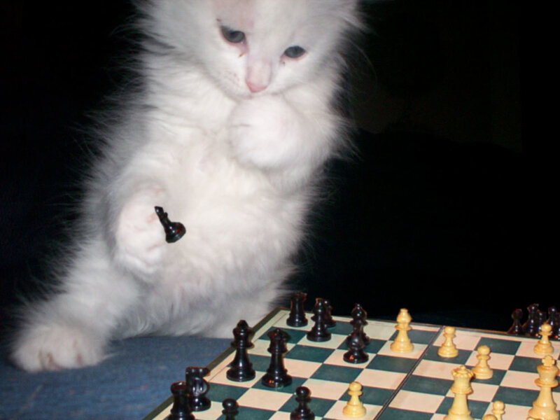 kitten playing chess