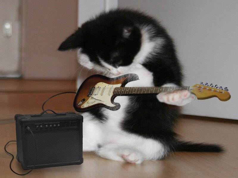 Kitten Playing Guitar — Black