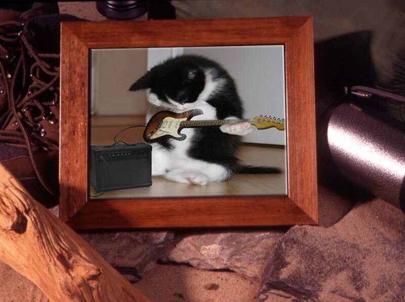 kitten playing guitar photo