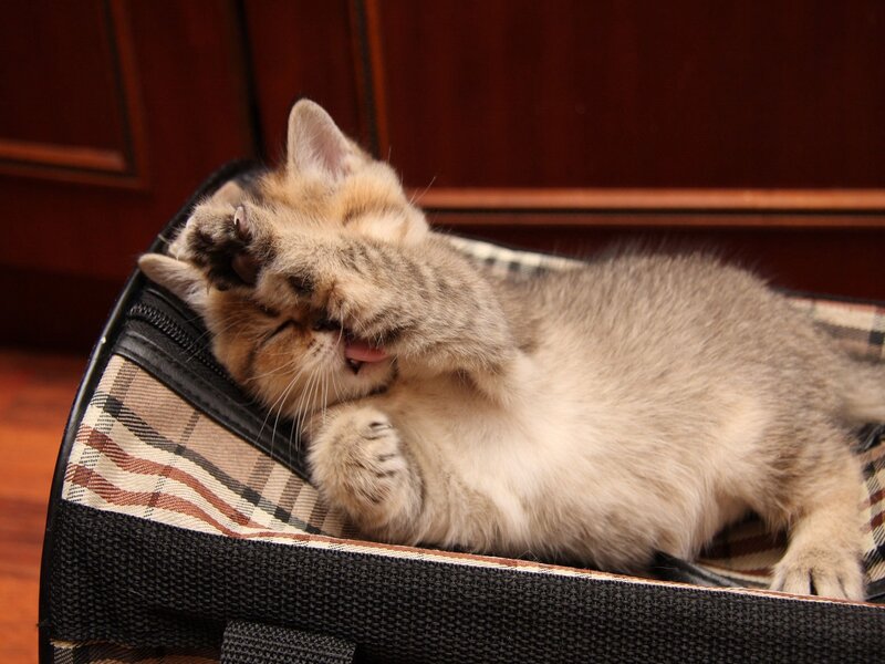 kitten playing in a carrier