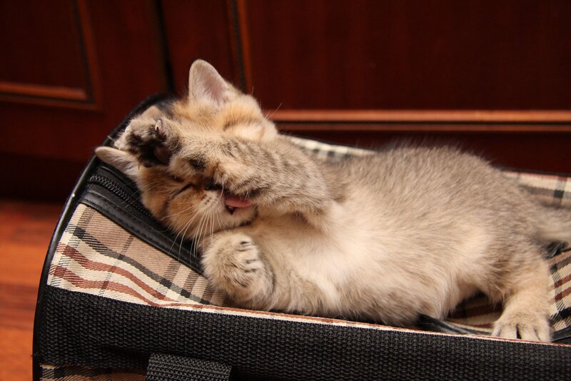 kitten playing in carrier