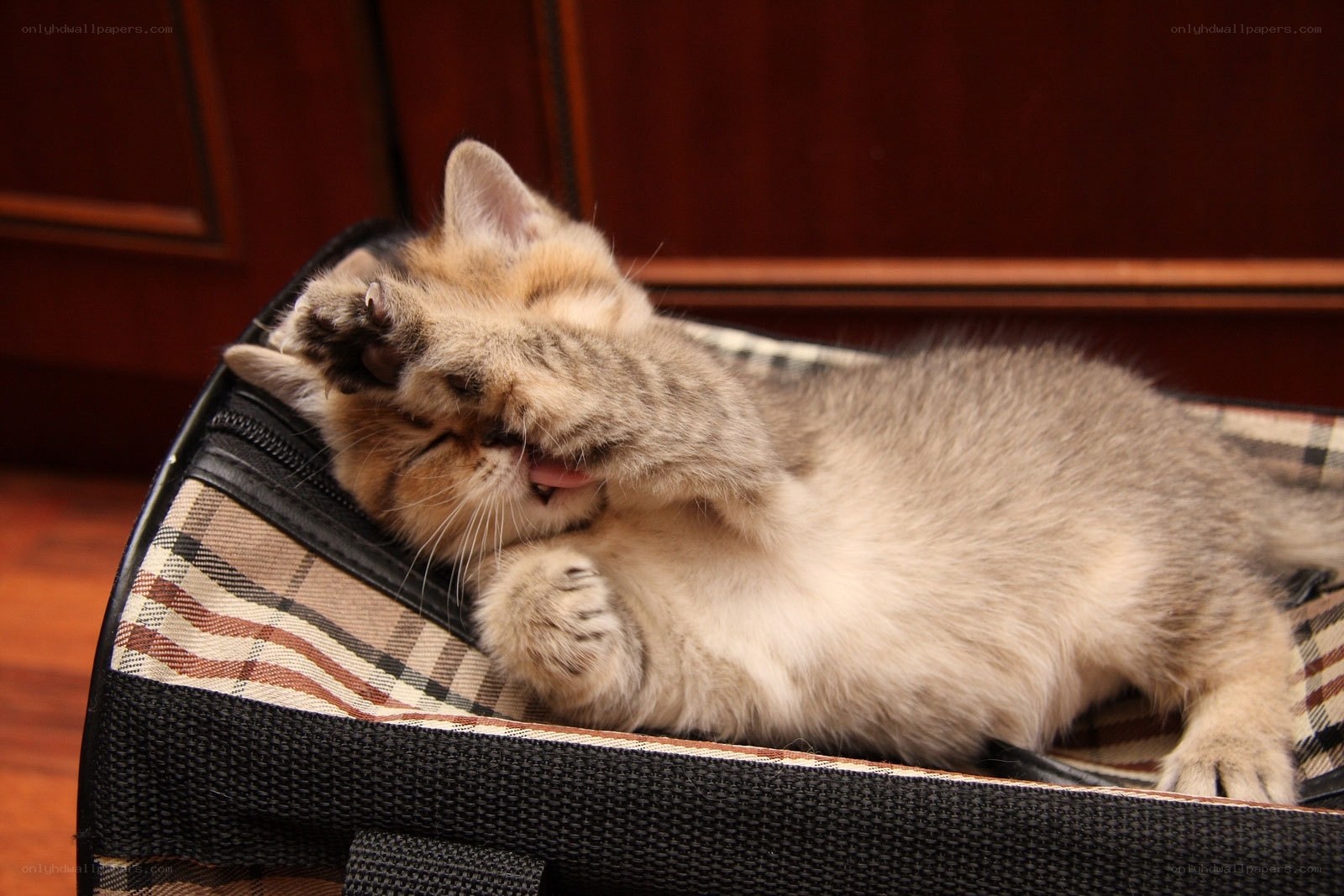 kitten playing in carrier