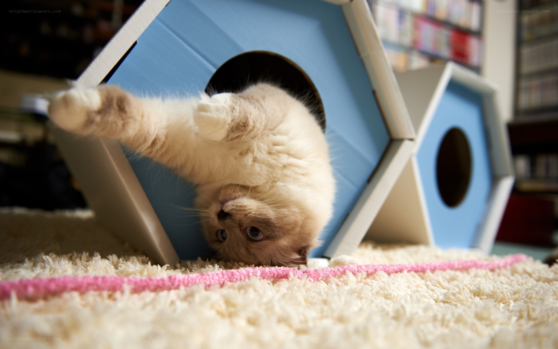 kitten playing in cat house