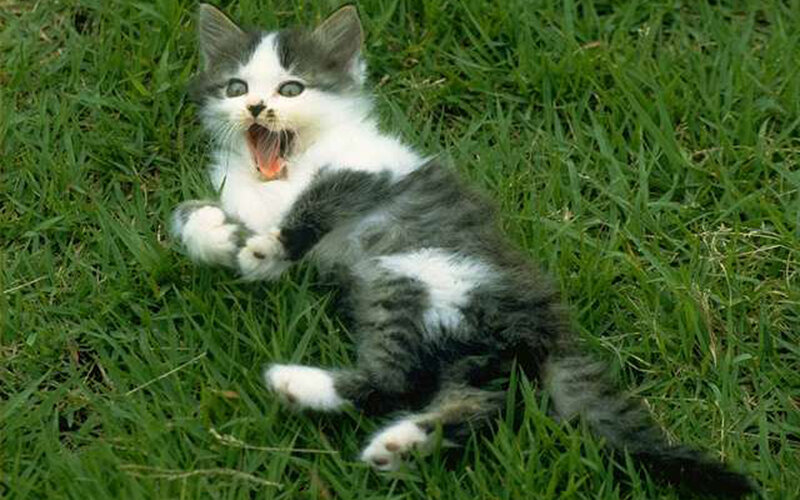 kitten playing in grass