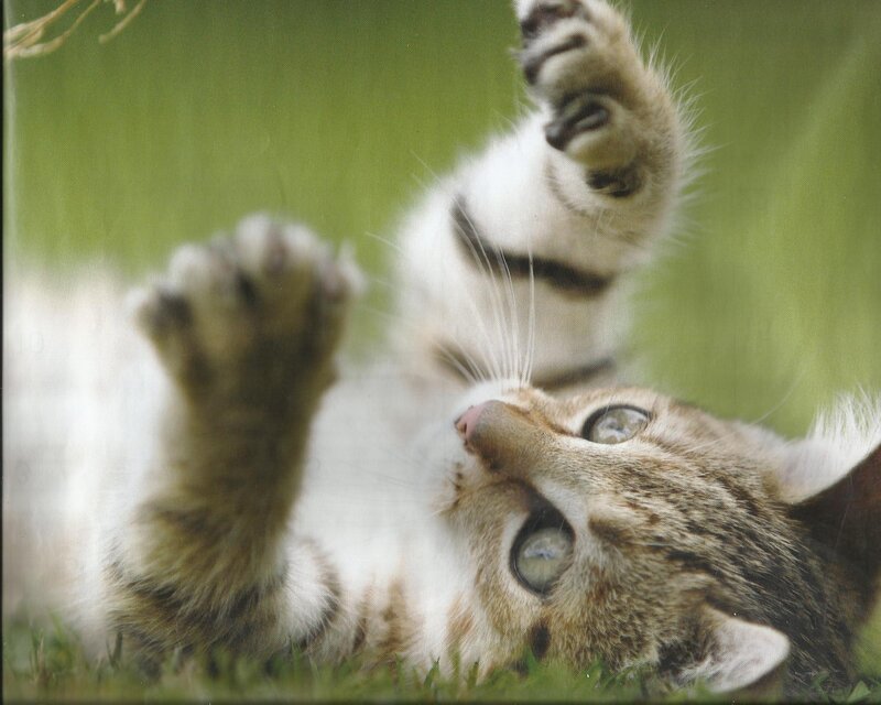 Kitten Playing in Grass — Green