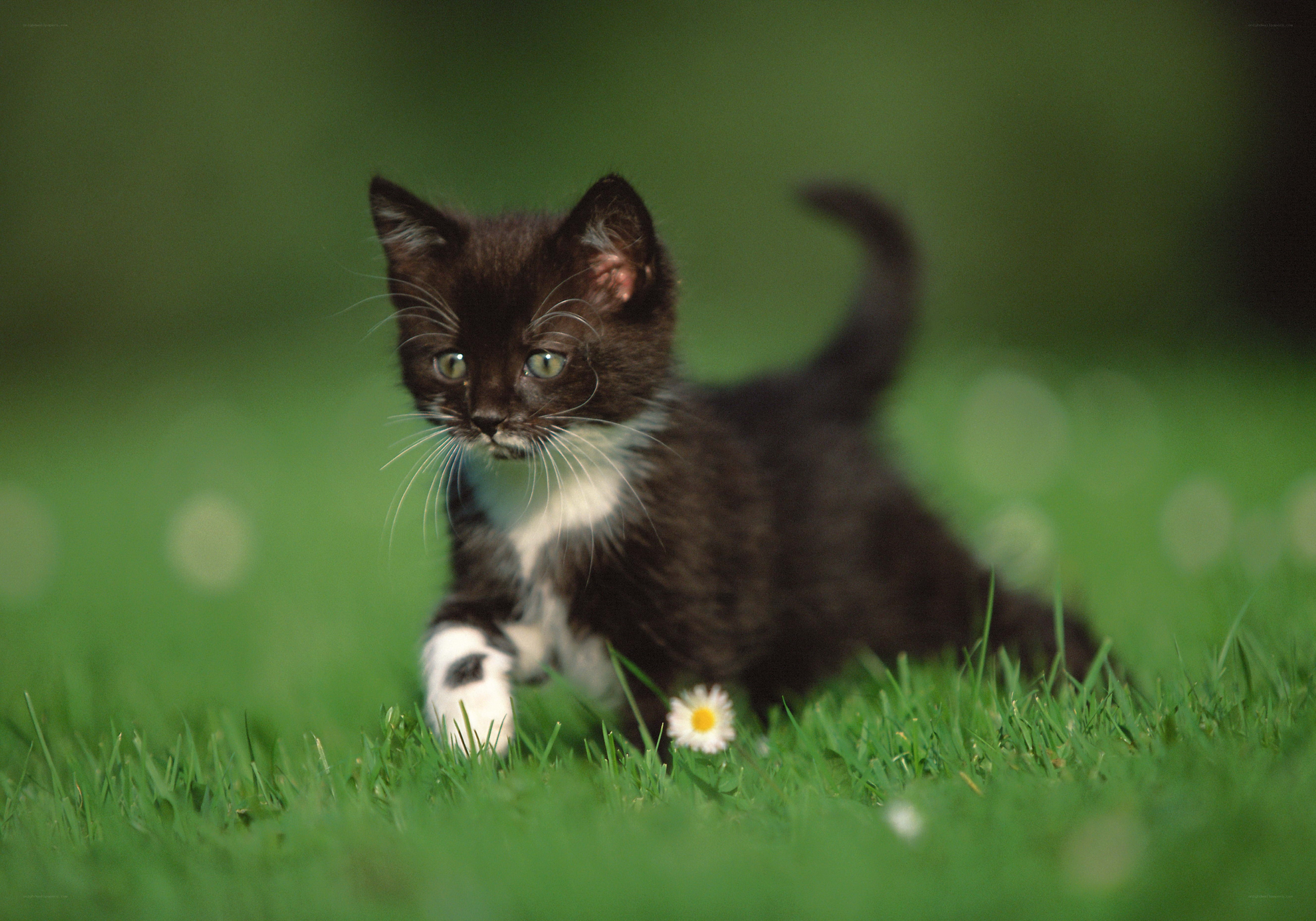 kitten playing in grass