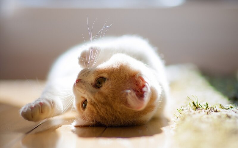 kitten playing in sunlight