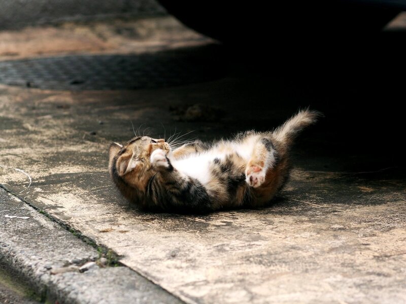 Kitten Playing on Back — Brown