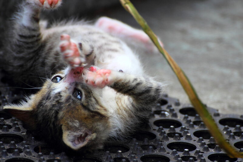 Kitten Playing on Back