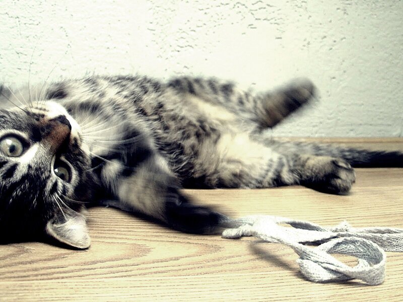 kitten playing on floor