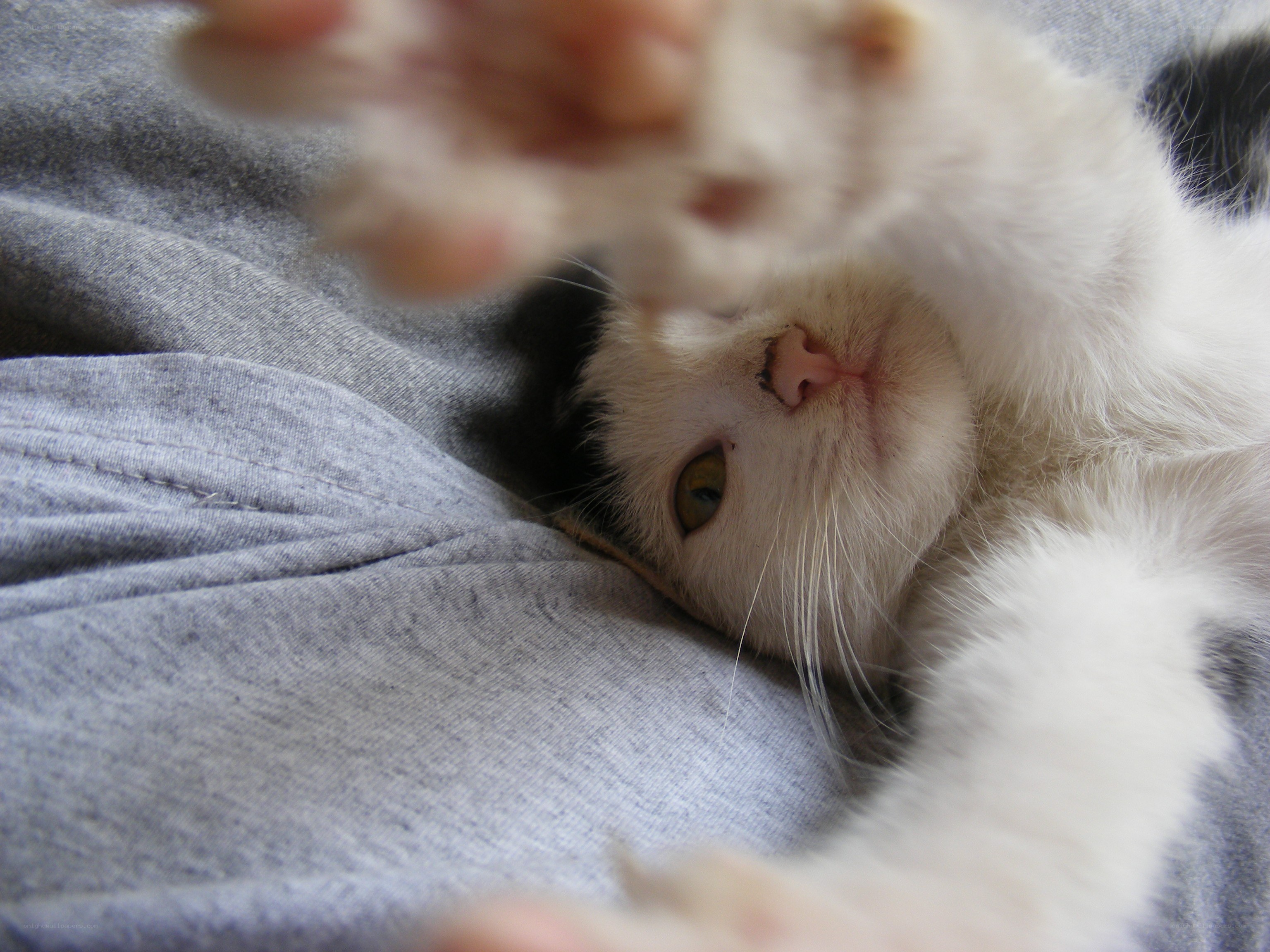 kitten playing on its back