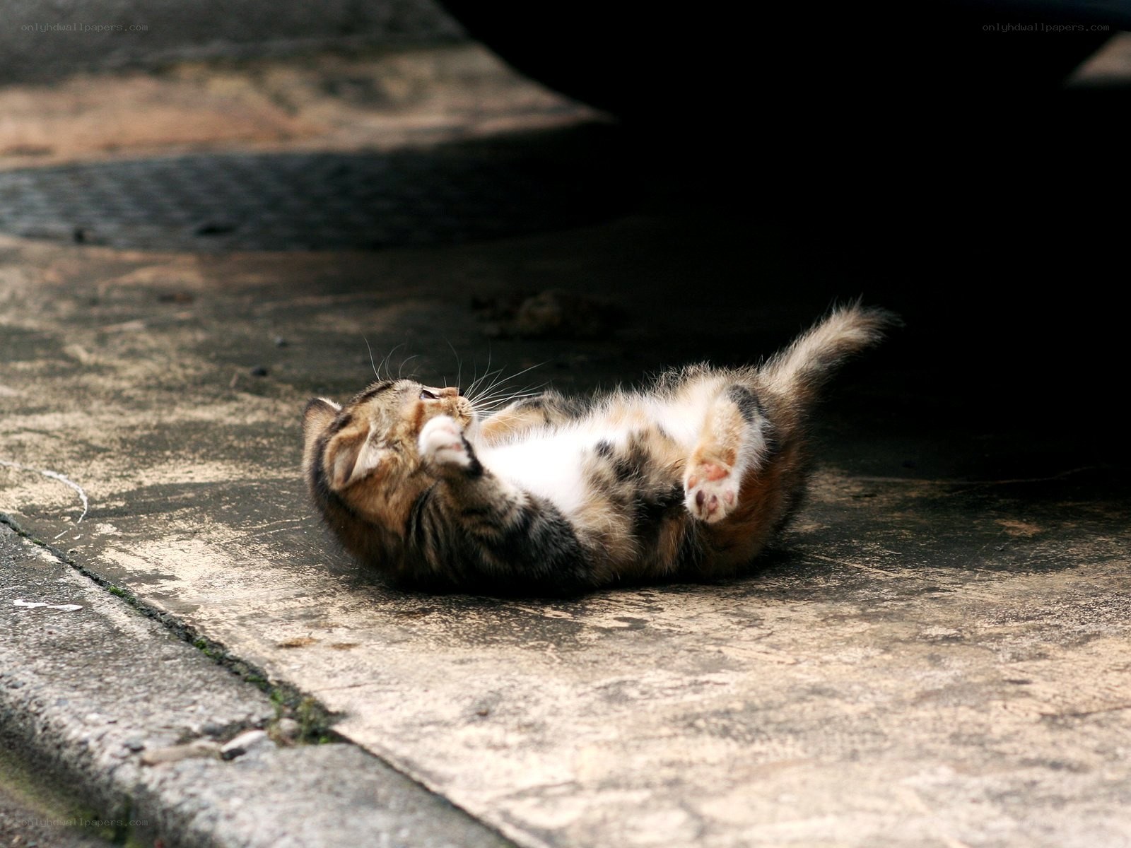 kitten playing on its back