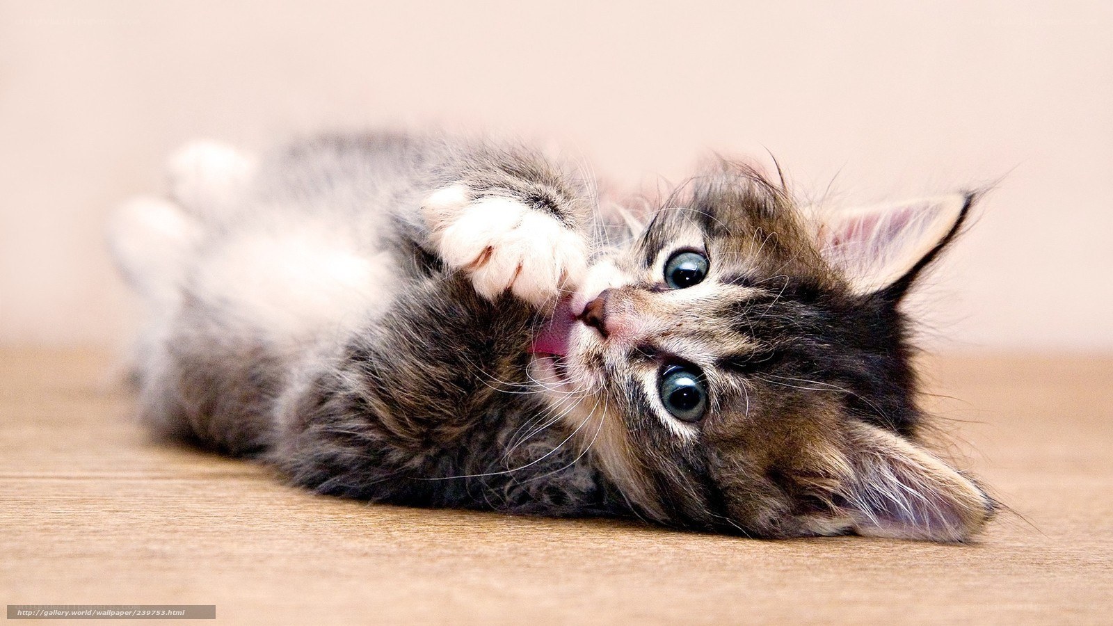 kitten playing on its back