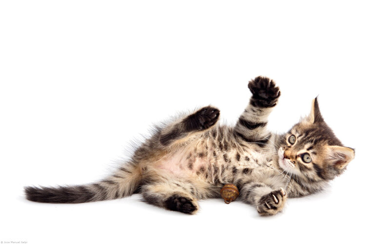 kitten playing on its back