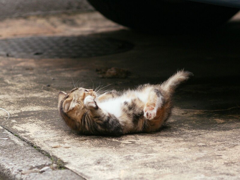 kitten playing on its back