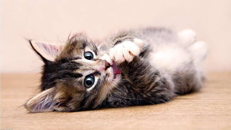 kitten playing on its back