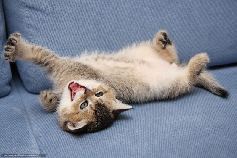 kitten playing on its back
