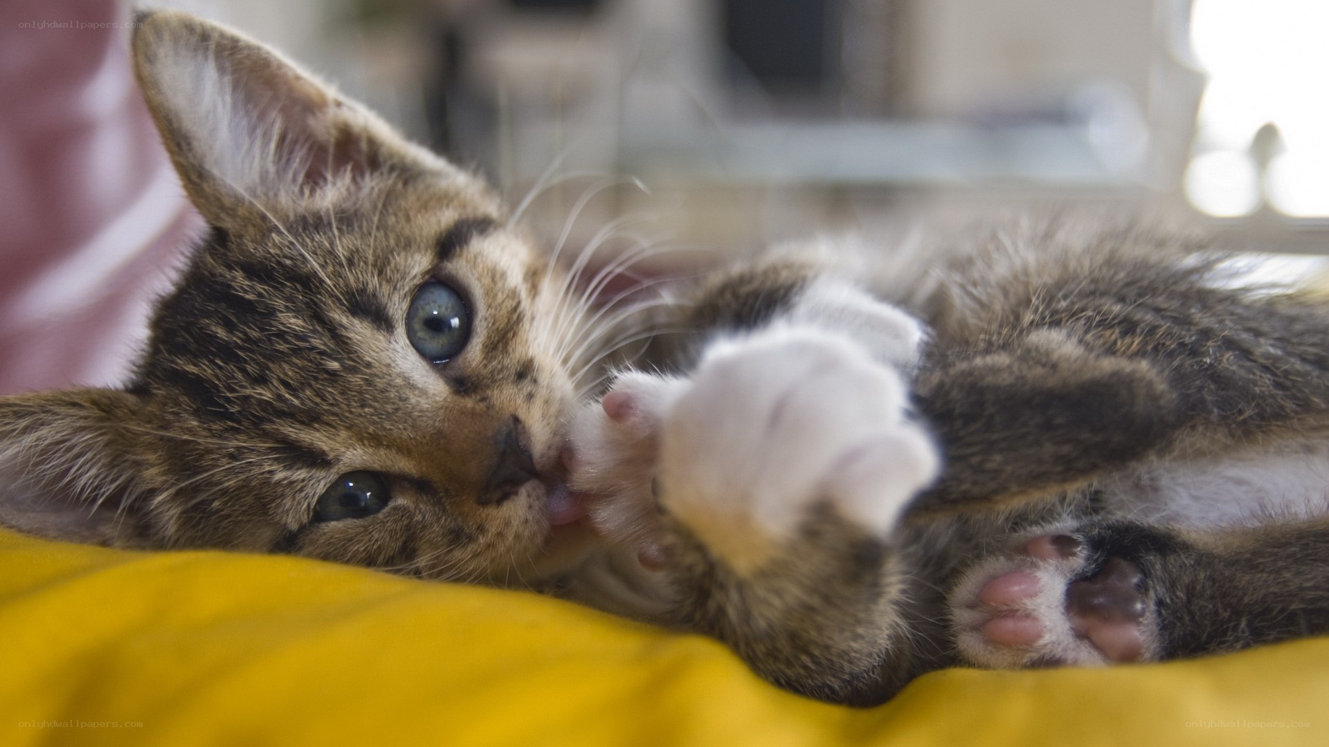 kitten playing on yellow blanket
