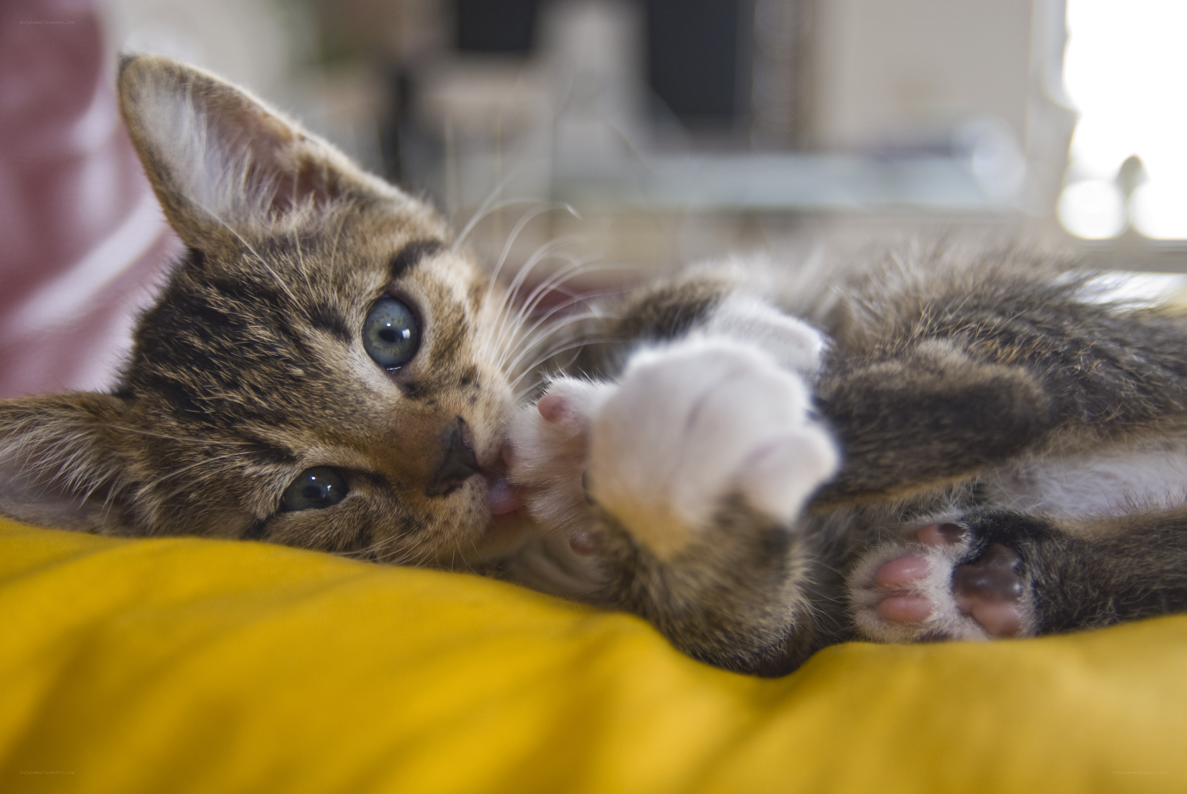 kitten playing on yellow pillow
