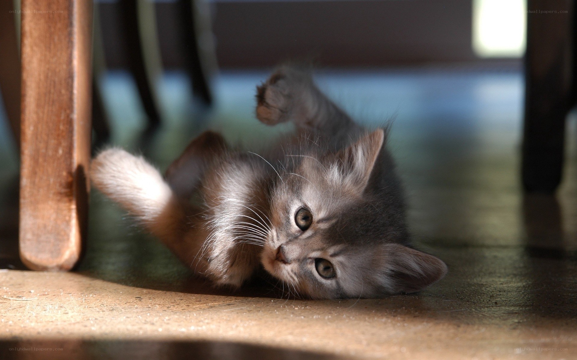 kitten playing under furniture