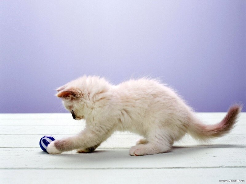 kitten playing with a ball