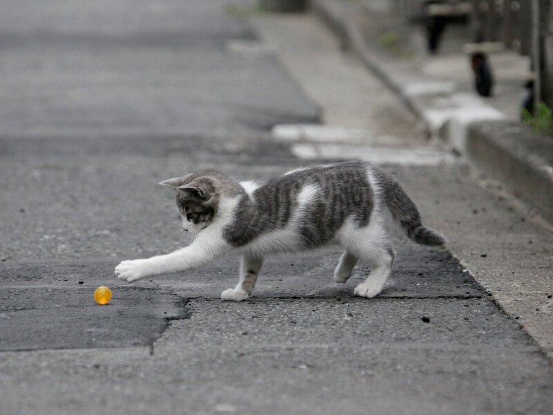 kitten playing with a ball