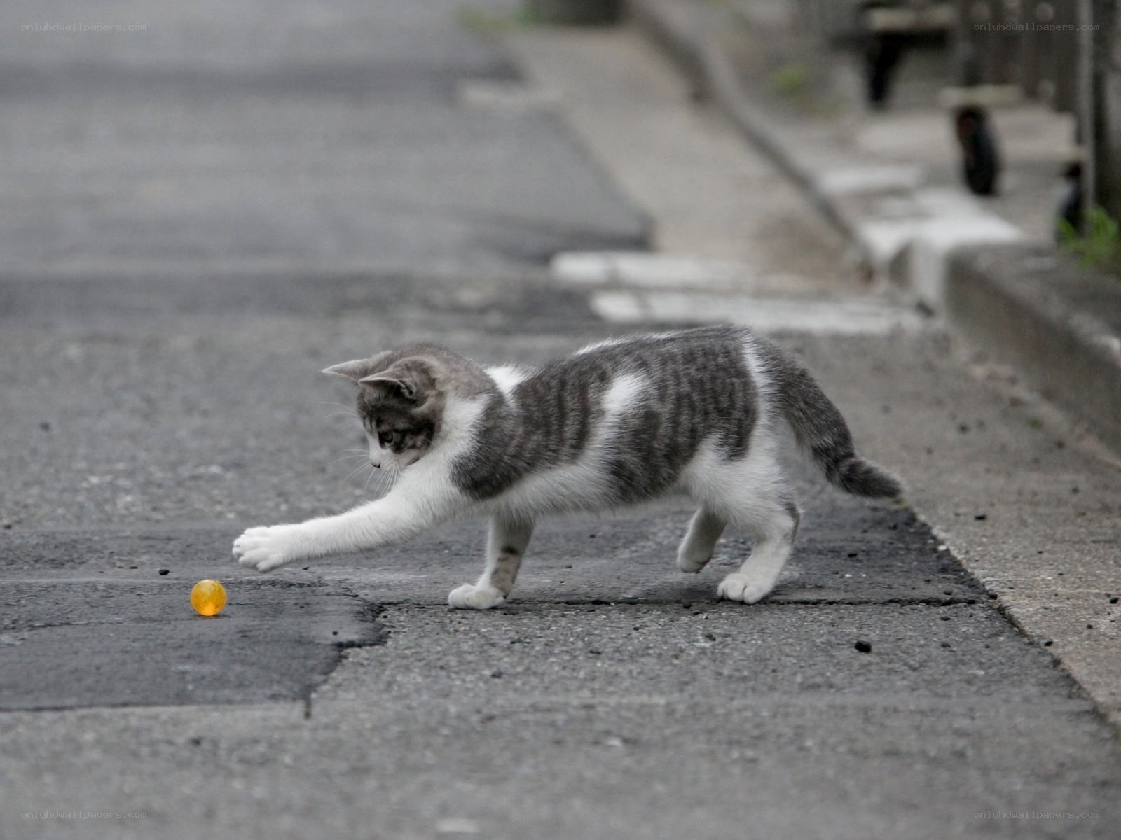 kitten playing with a ball
