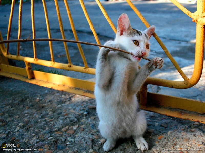 Kitten playing with a stick