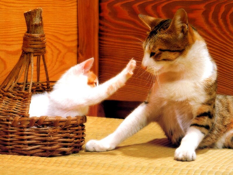 kitten playing with adult cat
