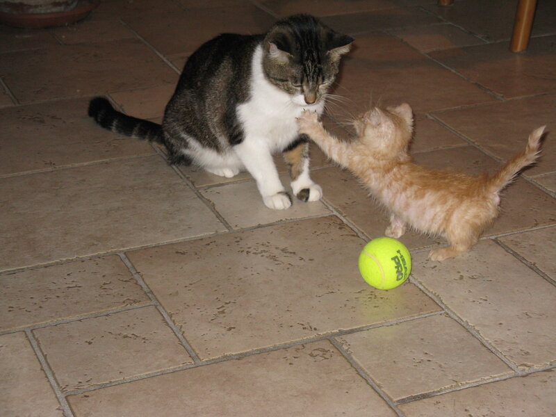 Kitten Playing with Adult Cat — Brown