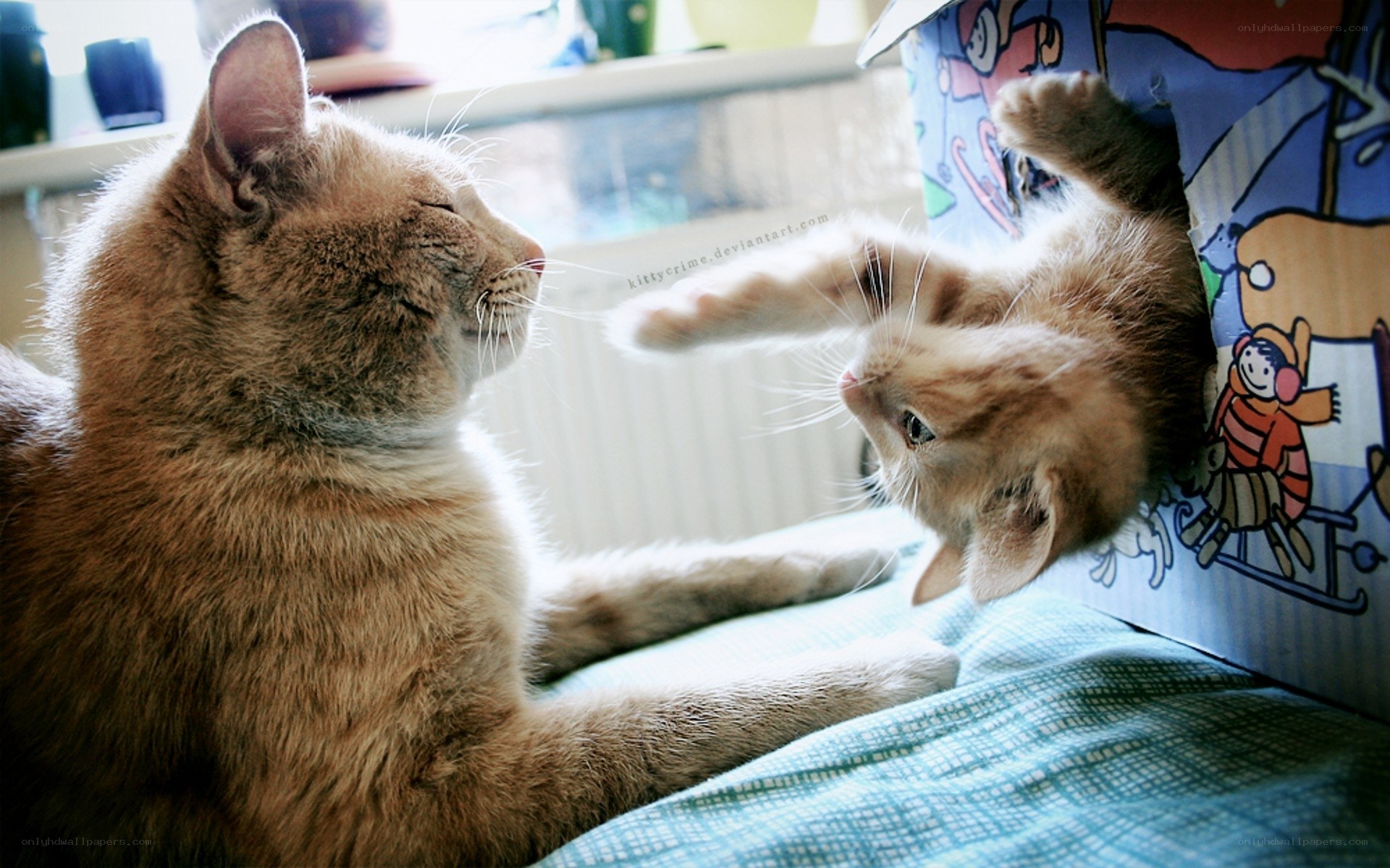 kitten playing with adult cat